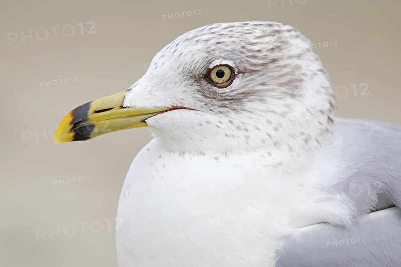 Ring-billed Gull (Larus delawarensis), Florida, USA