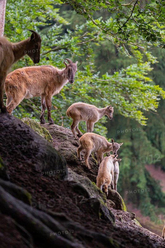 A female Himalayan tahr (Hemitragus jemlahicus) stands on a rock with a group of young. In the background is a dense forest