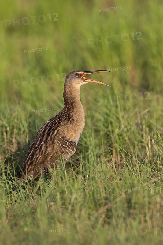 King Rail (Rallus elegans) calling, Texas, USA