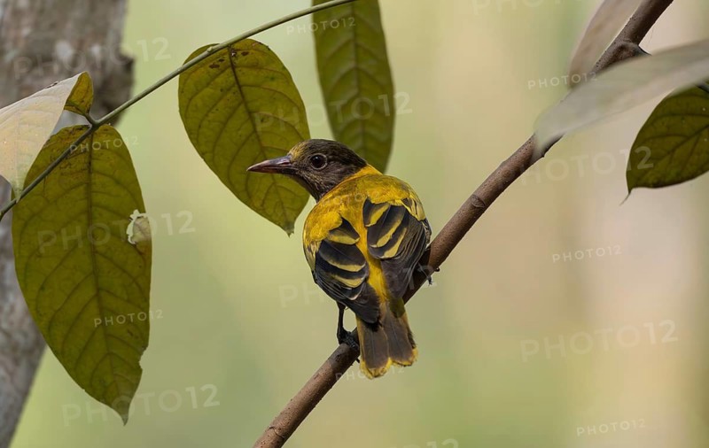 A black-hooded oriole (Oriolus xanthornus) on a tree branch, Sreepur, Gazipur, Bangladesh