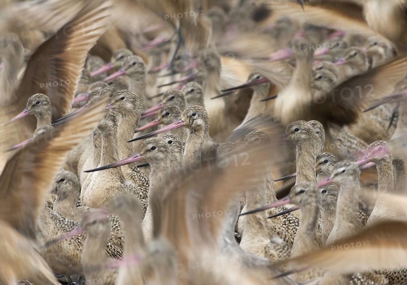 Marbled Godwit (Limosa fedoa) flock, Washington, USA