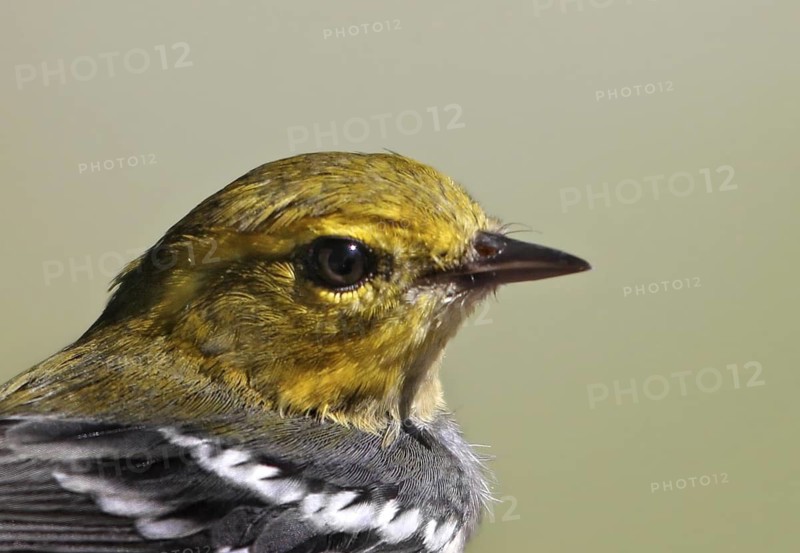 Black-throated Green Warbler (Setophaga virens) male, Saskatchewan, Canada