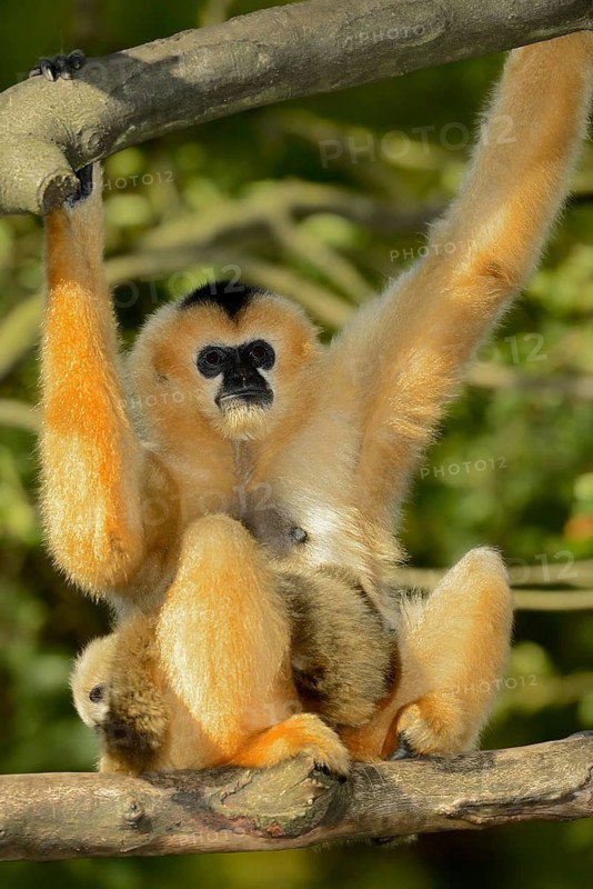 Northern white-cheeked gibbon (Nomascus leucogenys), female with juvenile, captive, occurrence in Asia