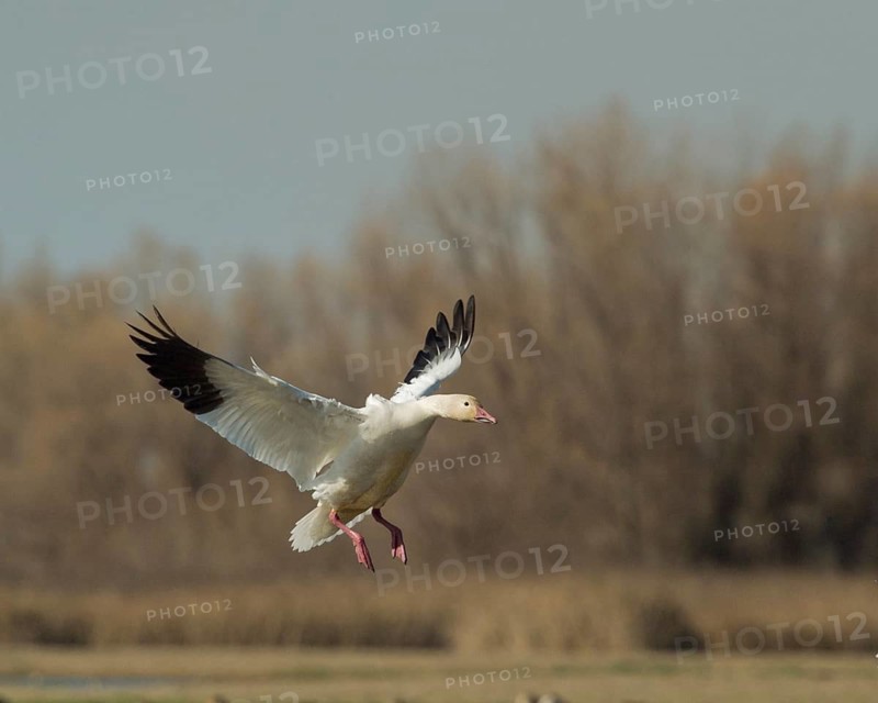 A Snow Goose brakes for landing at Colusa National Wildlife Refuge California