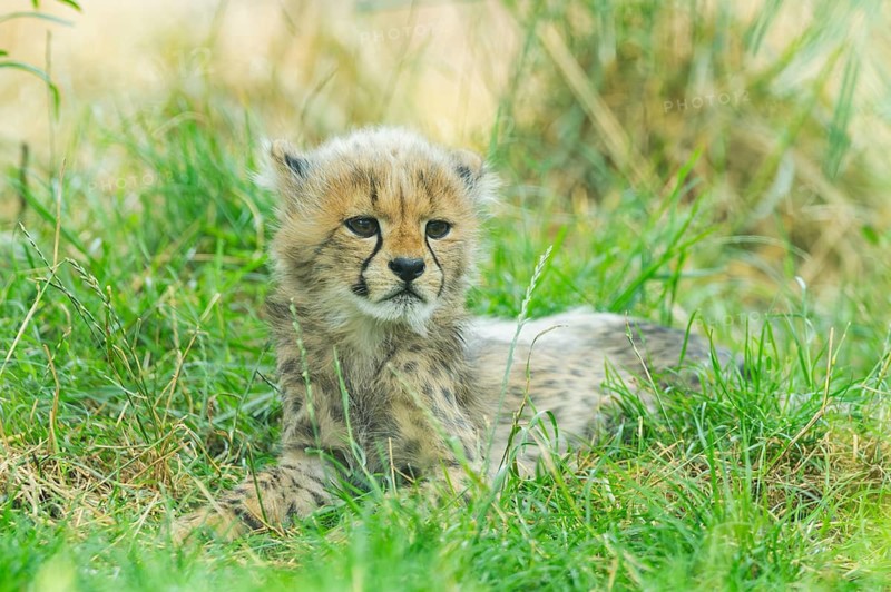 Cheetah (Acinonyx jubatus) youngster lying on a meadow, captive, occurrence Africa