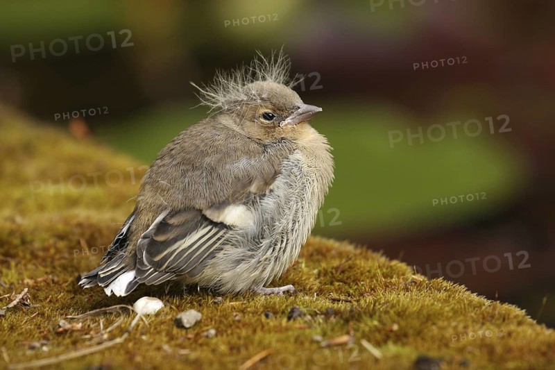 Common Chaffinch (Fringilla coelebs) juvenile, Lower Saxony, Germany