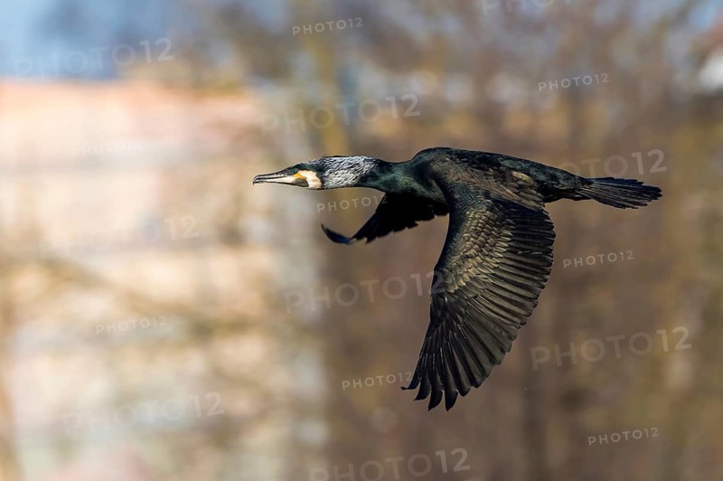 Great Cormorant (Phalacrocorax carbo) flying, Mecklenburg-Western Pomerania, Germany