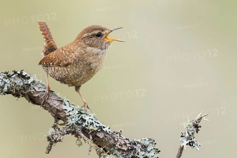 Winter Wren (Troglodytes hiemalis) perched on a branch in Ontario, Canada