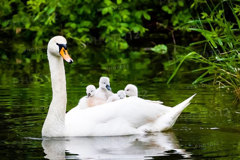 Animals, birds, swan, swans, chicks, mute swan, sitting on the back of the mother, (Cygnus olor) Lower Saxony, Federal Republic of Germany