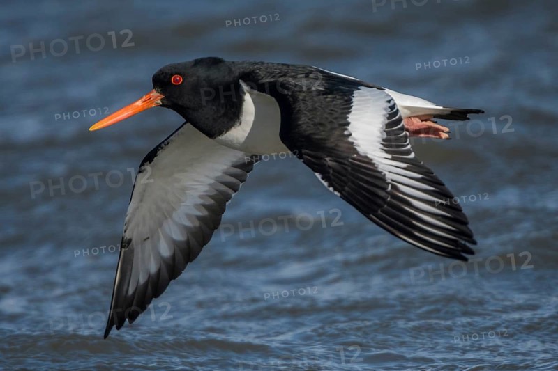 Eurasian Oystercatcher (Haematopus ostralegus) flying, Schleswig-Holstein, Germany