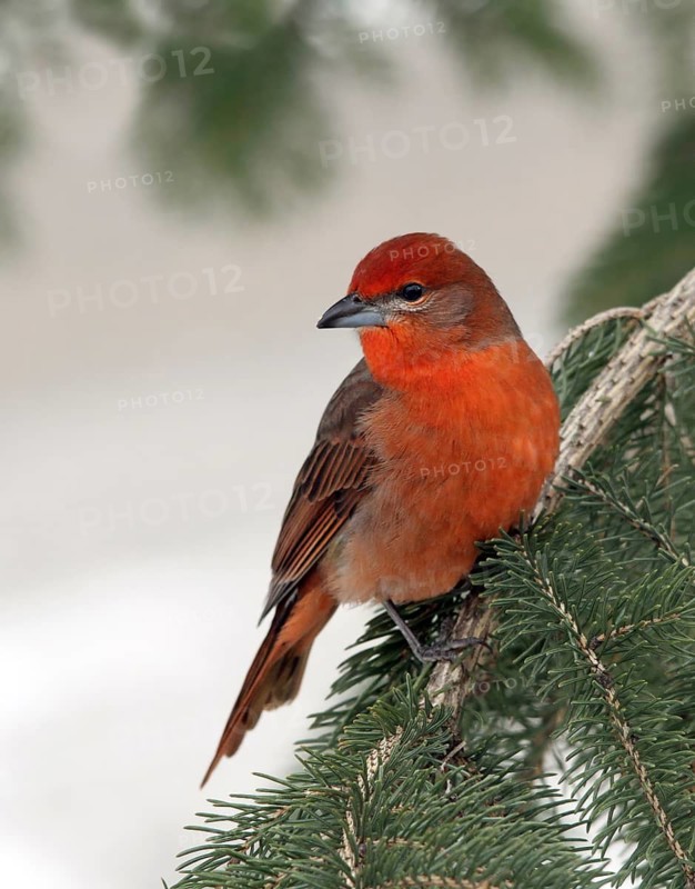 Hepatic Tanager, Piranga flava perched on a spruce tree in Saskatchewan, Canada