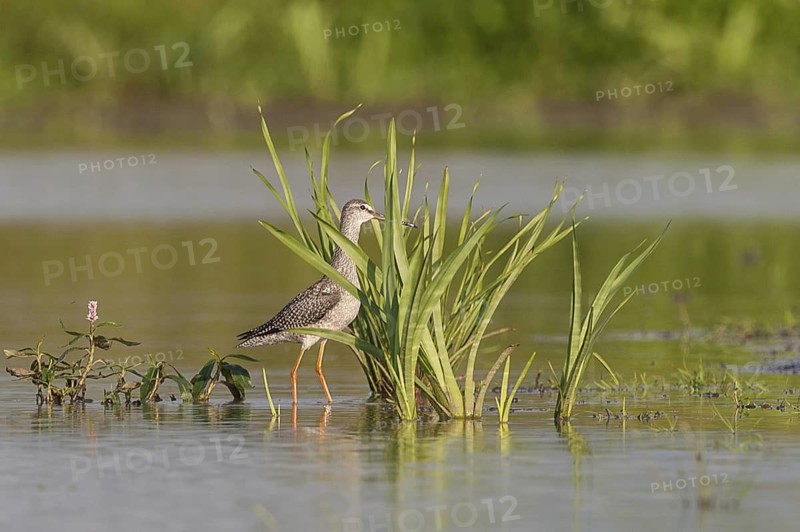Spotted Redshank (Tringa erythropus), Schleswig-Holstein, Germany