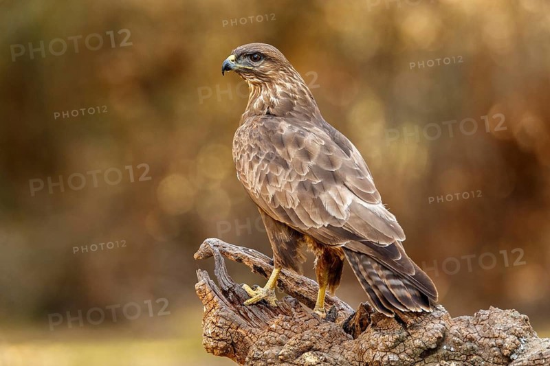 Common Buzzard (Buteo buteo), perched on a branch, Castile and Leon, Spain
