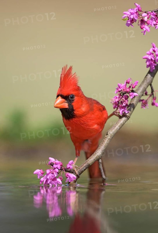 Northern Cardinal (Cardinalis cardinalis) male at a waterhole, Texas, USA