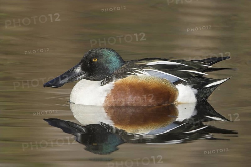 Northern Shoveler (Spatula clypeata) male, British Columbia, Canada