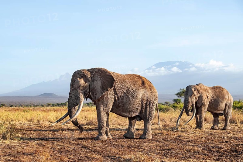 Two African elephants (Loxodonta africana) in a picturesque savanna landscape with the summit of Mount Kilimanjaro, the famous Super Tusker elephant Craig with his friend Pascal, old male with long tusks, in the evening light, Kajiado County, Kenya