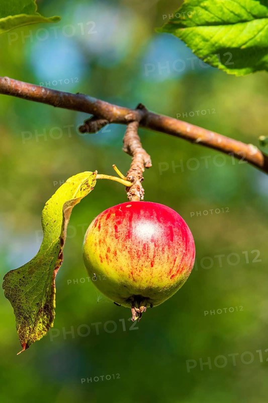 Ripening apple with mixed red and yellow tones, attached to a branch with a green leaf in the sunshine