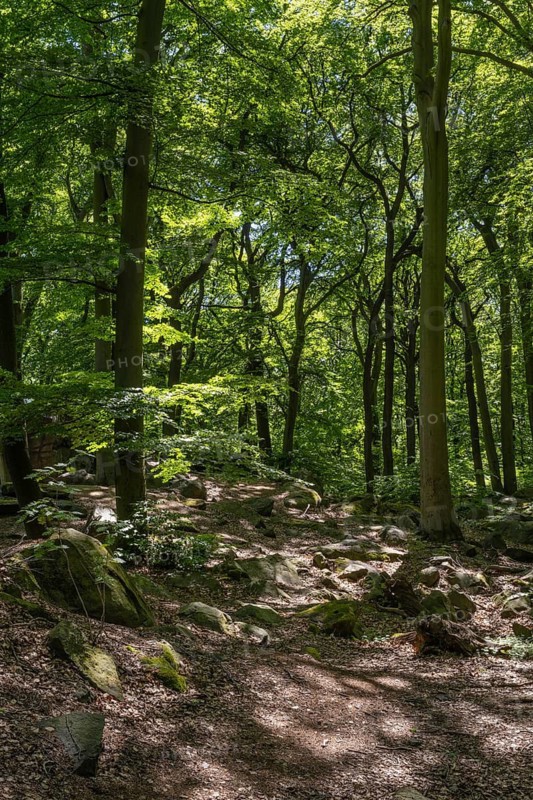 Trail in green beech forest, Ore Mountains, Czech Republic, May 2024