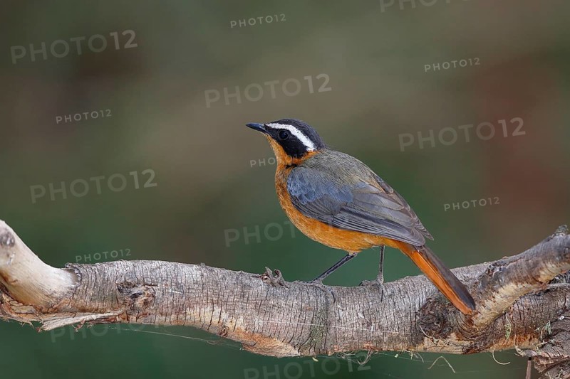 White-browed Robin-Chat (Cossypha heuglini), Maun, Botswana