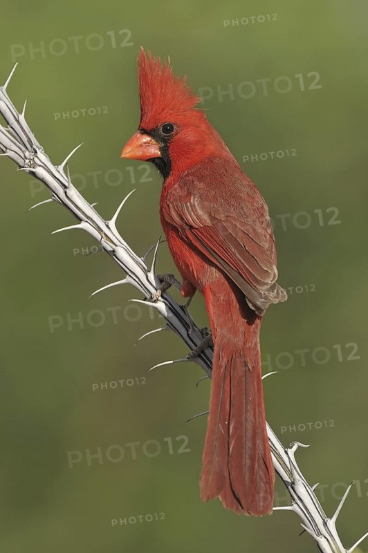 Northern Cardinal (Cardinalis cardinalis), Texas, USA