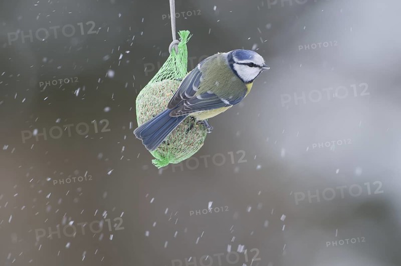 Eurasian Blue Tit (Cyanistes caeruleus), Saxony, Germany