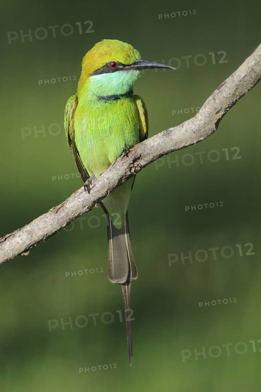 Green Bee-eater (Merops orientalis), Sri Lanka
