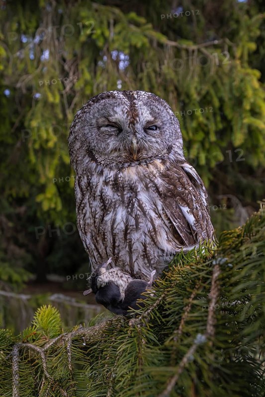 One tawny owl or brown owl (Strix aluco) sitting on a branch of a spruce tree, feeding on a mouse