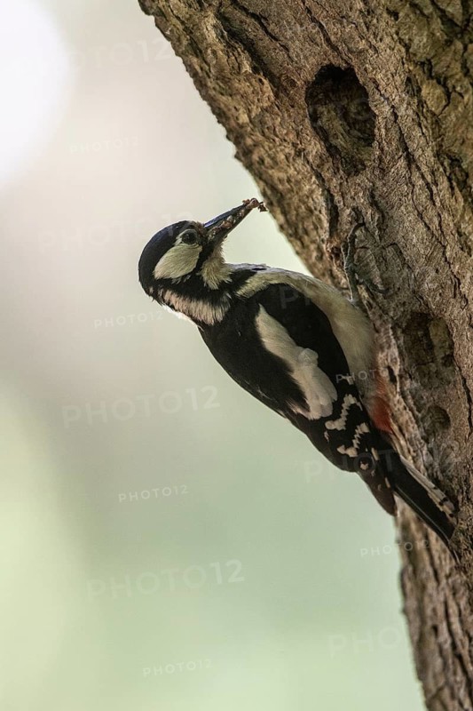 Great spotted woodpecker (Dendrocopos major), Emsland, Lower Saxony, Germany