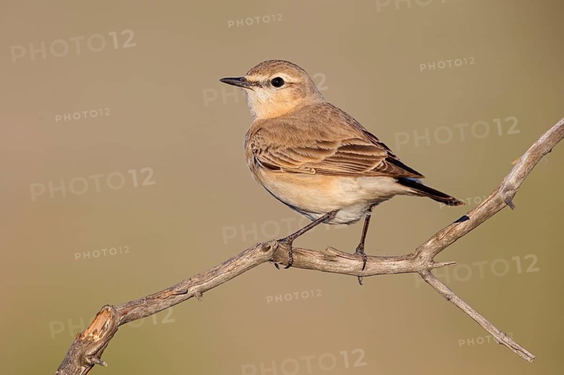 Isabellsteinschmätzer, Isabelline Wheatear, Oenanthe isabellina, Traquet isabelle, Collalba Isabel