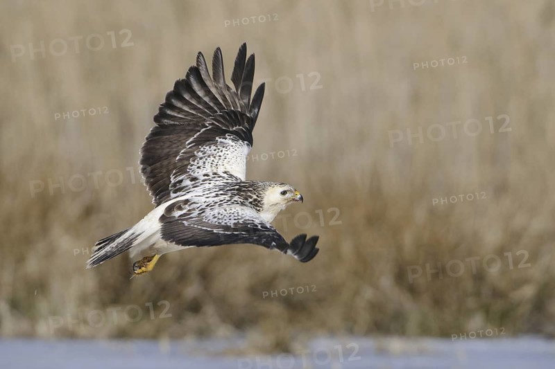 Common Buzzard (Buteo buteo) flying, Mecklenburg-Western Pomerania, Germany