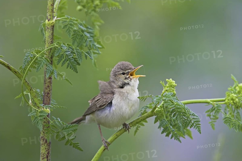 Eastern Olivaceous Warbler (Iduna pallida) singing, Greece