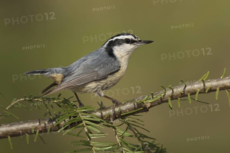 Red-breasted Nuthatch (Sitta canadensis), Michigan, USA