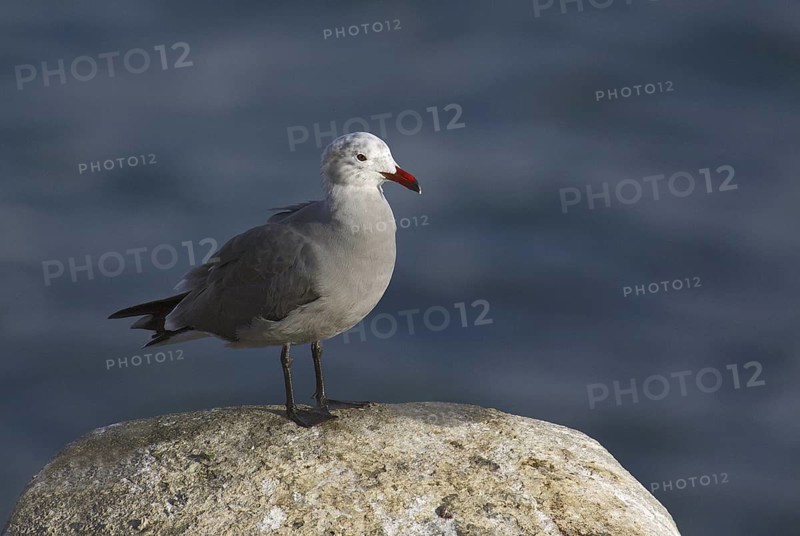 Heermann's Gull (Larus heermanni), California, USA