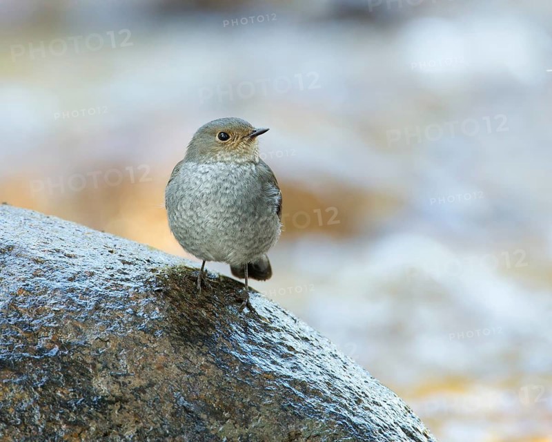 Plumbeous Water Redstart (Phoenicurus fuliginosus) female, Fang, Chiang Mai, Thailand