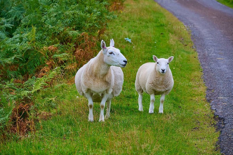 Two sheep standing in a grassy pasture next to a narrow path, Syre, Kinbrace, Scotland, United Kingdom, Great Britain