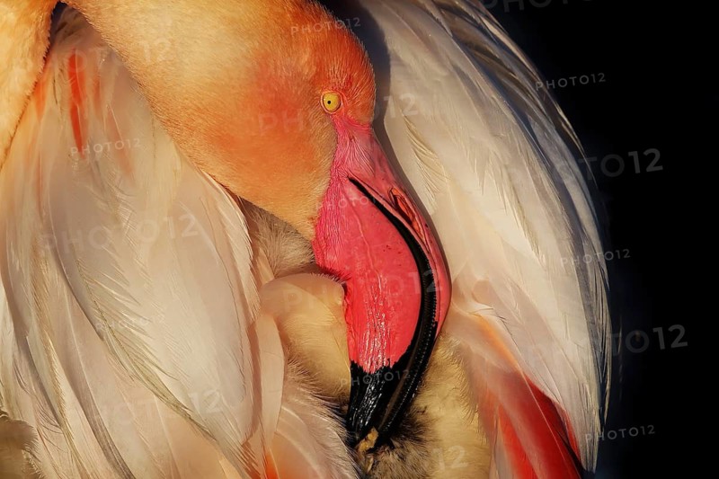 Exquisite close-up image capturing a pink flamingo's nuptial plumage during a grooming session, taken in the natural habitats of the French Camargue