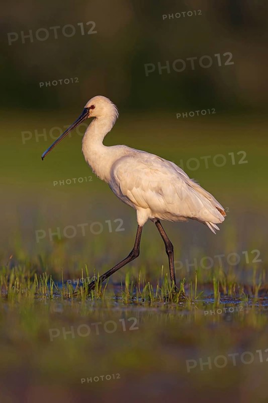 Spoonbill, (Platalea leucorodia), Floating Hide fixed, Tiszaalpár, Kiskunsági National Park, Bács-Kiskun, Hungary