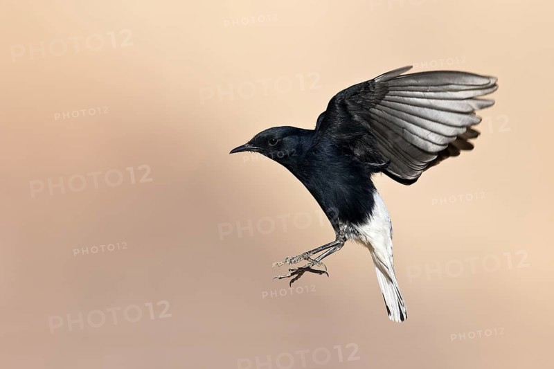 White-crowned Wheatear (Oenanthe leucopyga) juvenile flying, Eilat, Israel