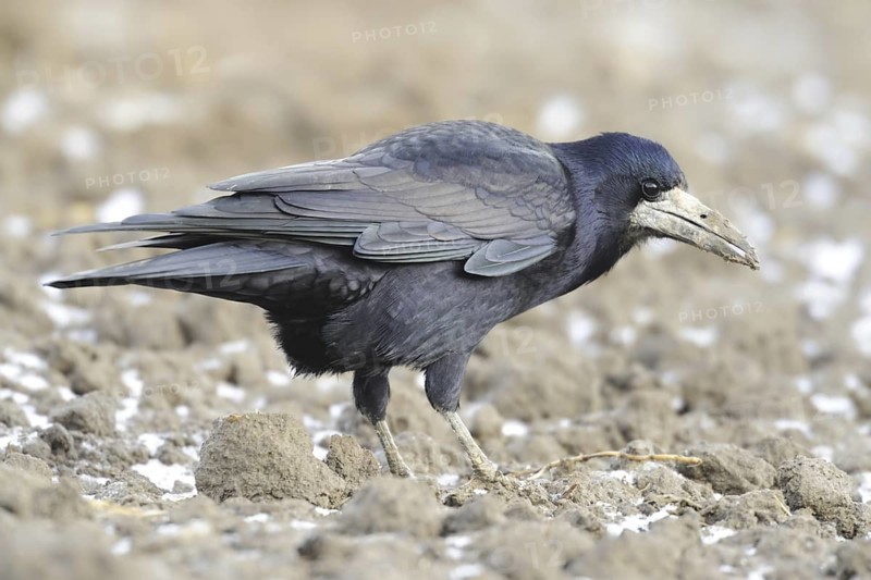 Rook (Corvus frugilegus), Schleswig-Holstein, Germany