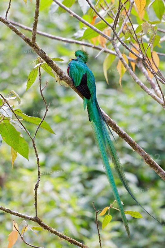 Resplendent Quetzal (Pharomachrus mocinno) perched on a branch in Costa Rica, Central America