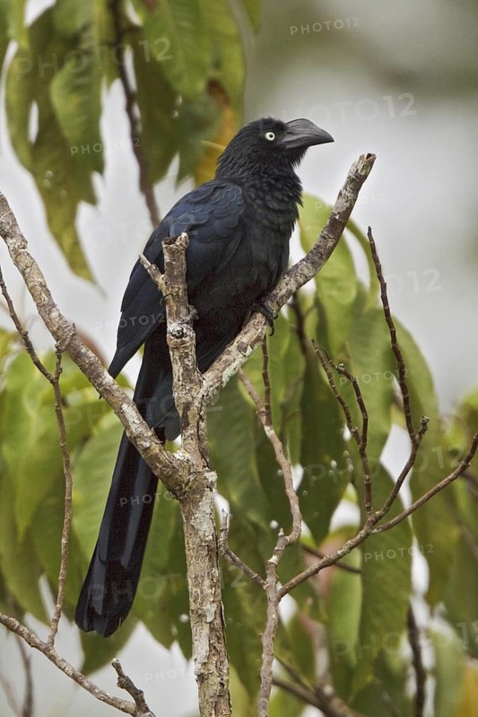 Greater Ani (Crotophaga major), Ecuador