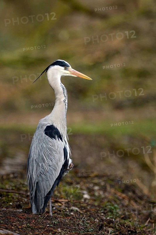 Grey heron (Ardea cinerea), Essen, Ruhr area, North Rhine-Westphalia, Germany