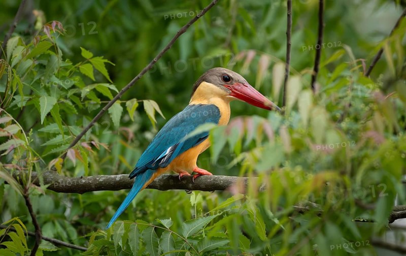 A Stork-billed kingfisher (Pelargopsis capensis) on a tree branch, sreepur, Gazipur, bangladesh