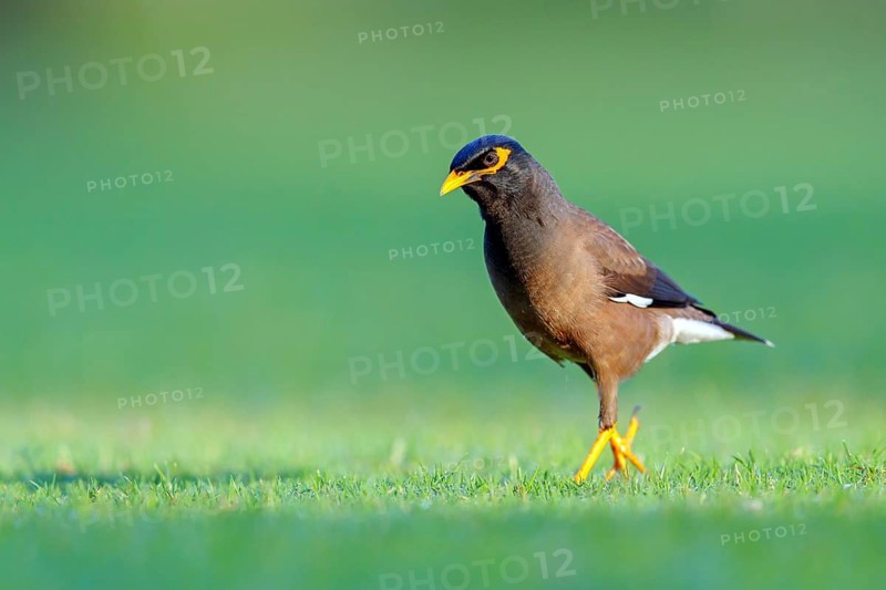 Shepherd's mynah, (Acridotheres tristis), animals, birds, perch, biotope, habitat, foraging Muscat, Al Qurm Park, Muscat, Oman