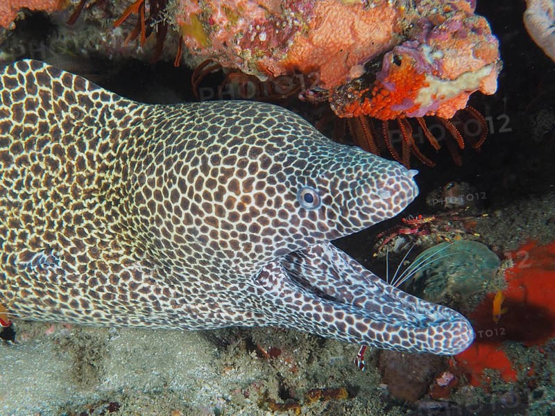 Reticulated moray eel (Gymnothorax favagineus Gymnothorax permistus)