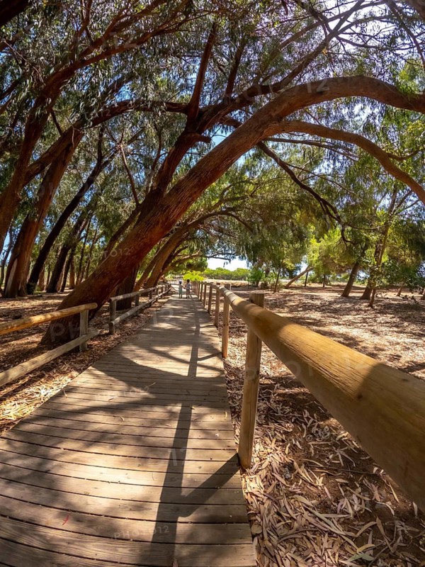 Sunlight filtering through eucalyptus trees over a wooden walkway in natural park of las lagunas de la mata and torrevieja, alicante, spain