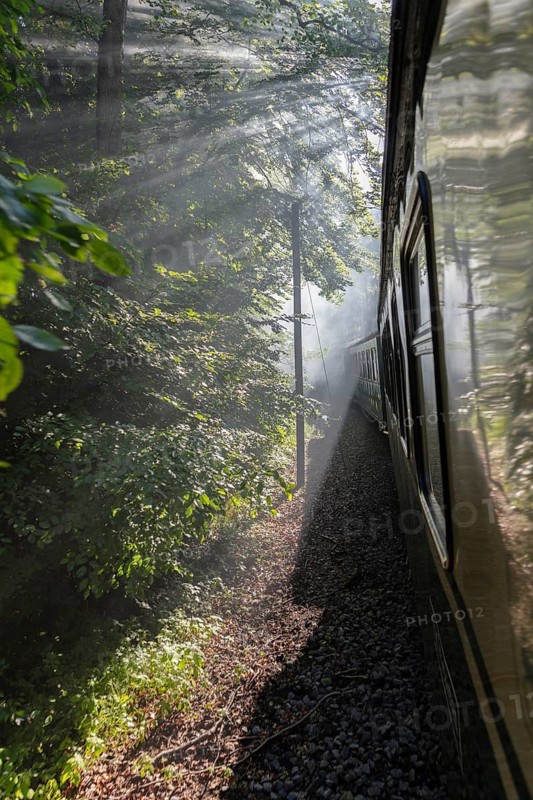 Train journey through a shady forest with rays of light on the tracks, Rügen, Rasender Roland