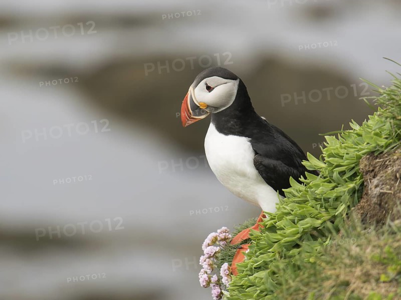 Atlantic Puffin (Fratercula arctica), Látrabjarg, Iceland
