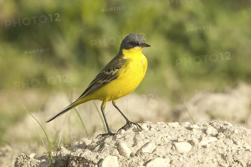 Western Yellow Wagtail (Motacilla flava thunbergi), Turkey