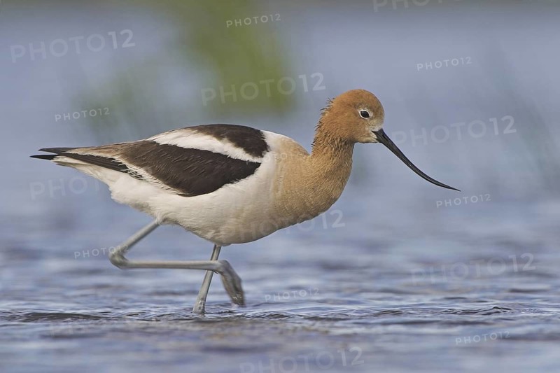 American Avocet (Recurvirostra americana), Alberta, Canada